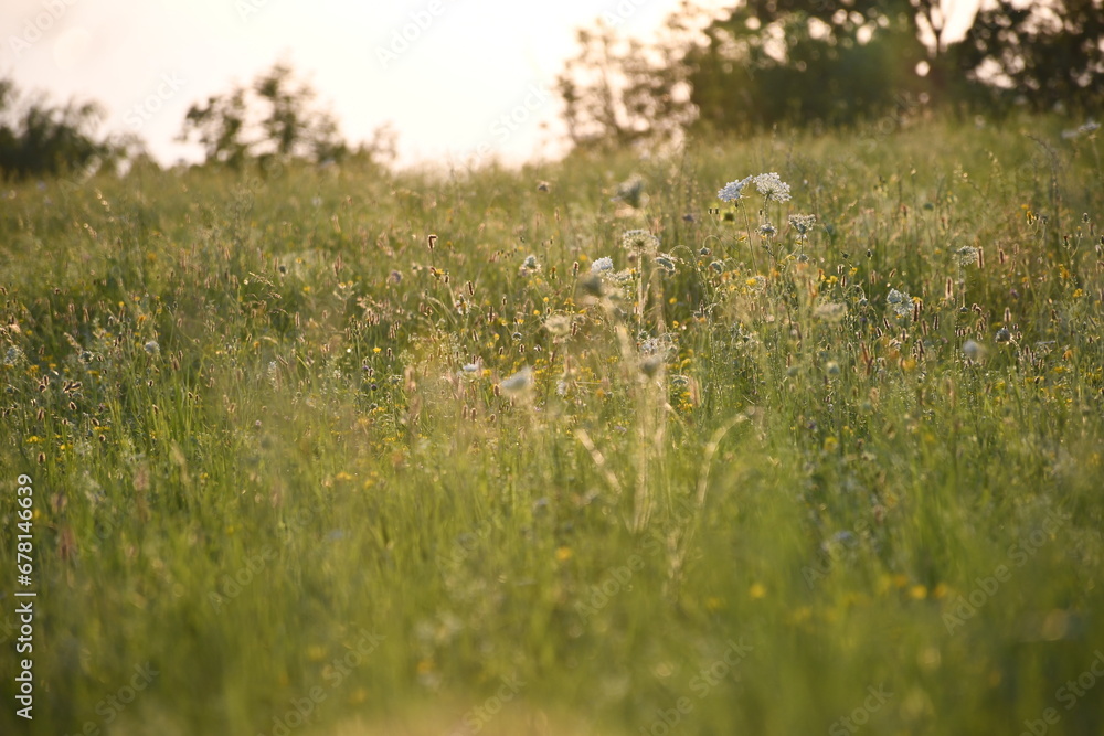 meadow flowers, green background, floral pattern meadow flowers, green background, floral pattern