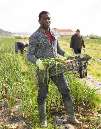 Portrait of man gardener picking harvest of onion outdoor photo