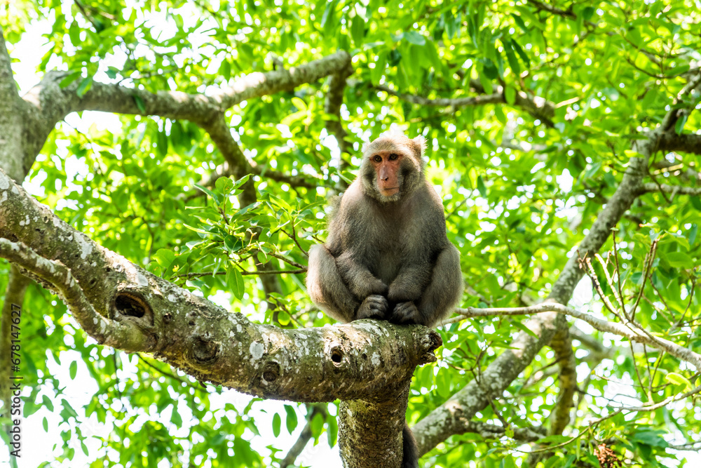 A Formosan rock macaque sitting on a tree in the Chaishan Nature Park, Kaohsiung, Taiwan. A Formosan rock macaque sitting on a tree in the Chaishan Nature Park, Kaohsiung, Taiwan.