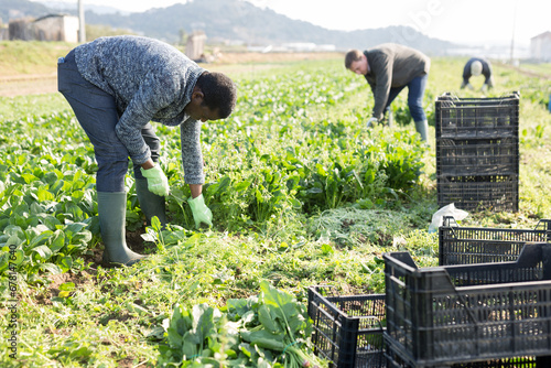 Focused African American worker hand harvesting organic spinach crop on vegetable plantation