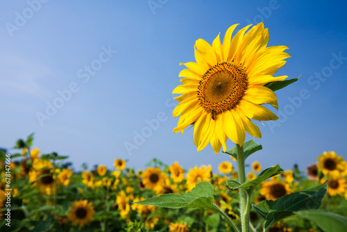 Close-up of yellow sunflowers with a blue sky background.