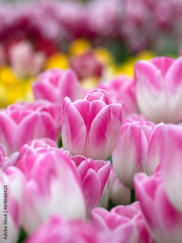 Tulips flower blooming in the colorful background Tulips flower blooming in the colorful background