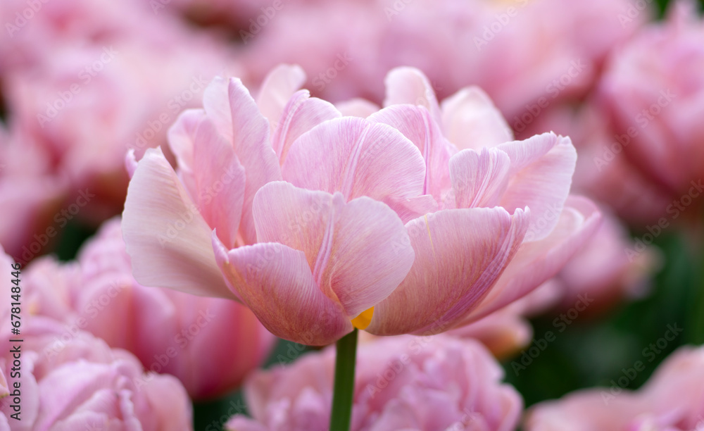 Tulips flower blooming in the colorful background Tulips flower blooming in the colorful background