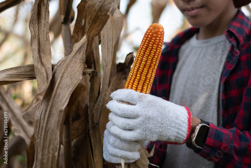 Young corn farmer boy is holding a dry corn cob and picking  it from the corn stalk during the harvest season, selective focus on corncob.