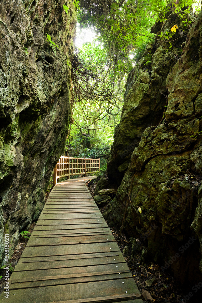 Obraz premium View of the boardwalk paths through the forest of mountains, This is Tzaishan(Shoushan) National Nature Park in Kaohsiung, Taiwan.