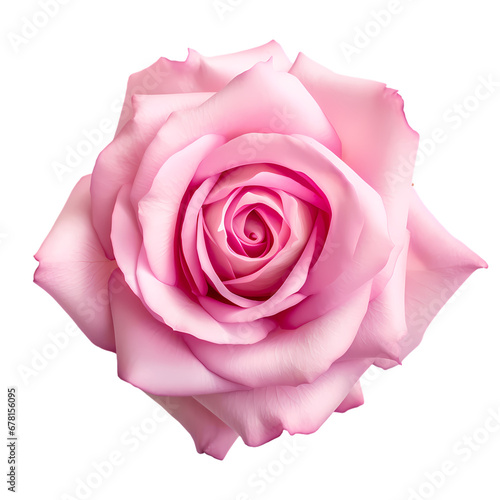 Pink rose close-up on transparent background  white background  isolated  flower  icon material  vector illustration