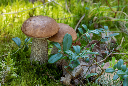 Leccinum versipelle wild edible mushrooms growing in natural forest. Poland, Europe. photo