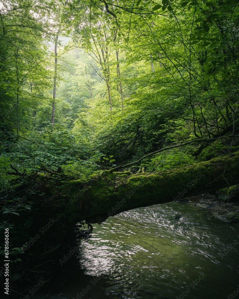 Obraz premium the sun is shining over trees in a dense forest area