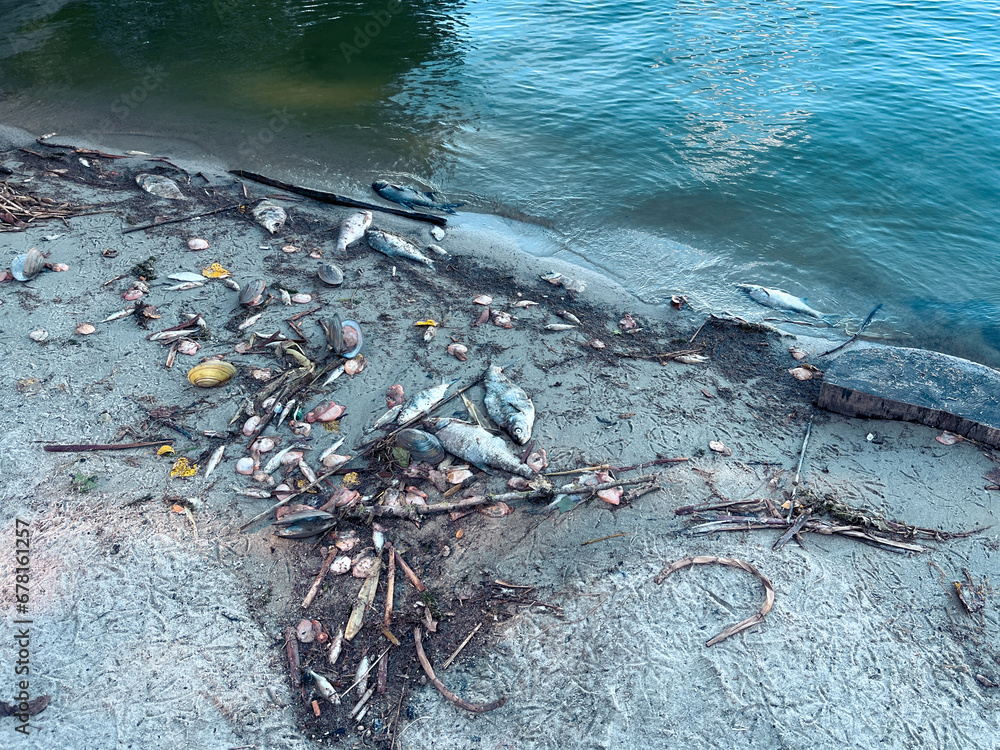 Obraz premium dead fish along the shores of Zemborzycki Lake in Lublin, Poland. The scene highlights an environmental concern, possibly indicating pollution or ecological imbalance in the lake's ecosystem