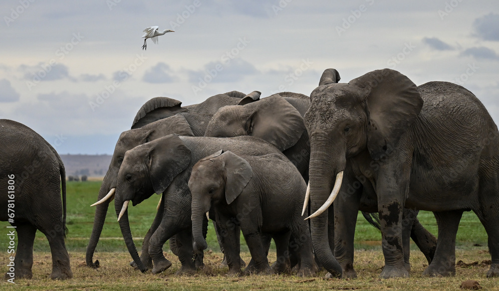 Fototapeta premium elephants herd in the savannah