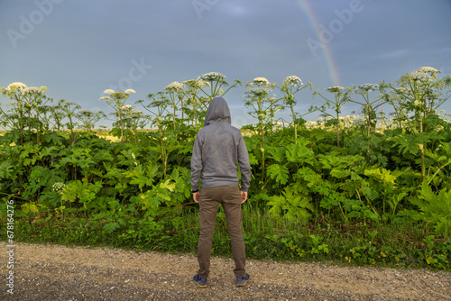 Man near Giant Hogweed Sosnowski plant. Heracleum manteggazzianum growing in the field photo