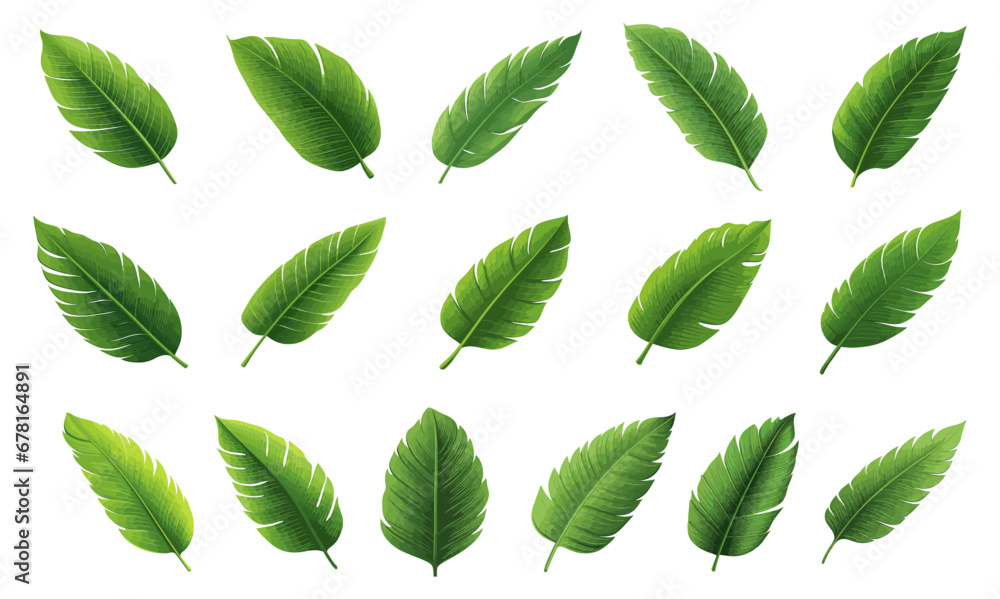 set of banana leaves set of banana leaves