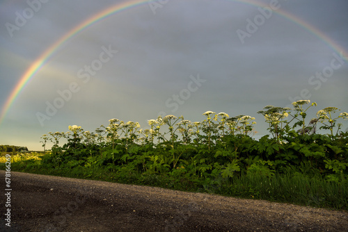 Sosnowsky's hogweed Heracleum sosnowskyi is a dangerous invasive plant. Rainbow on the hogweed field photo