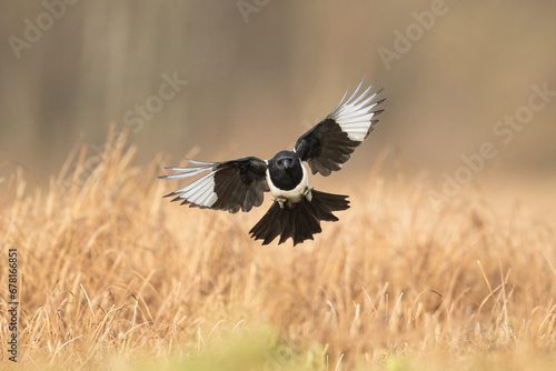 Flying bird Eurasian Magpie or Common Magpie or Pica pica with colorful background	