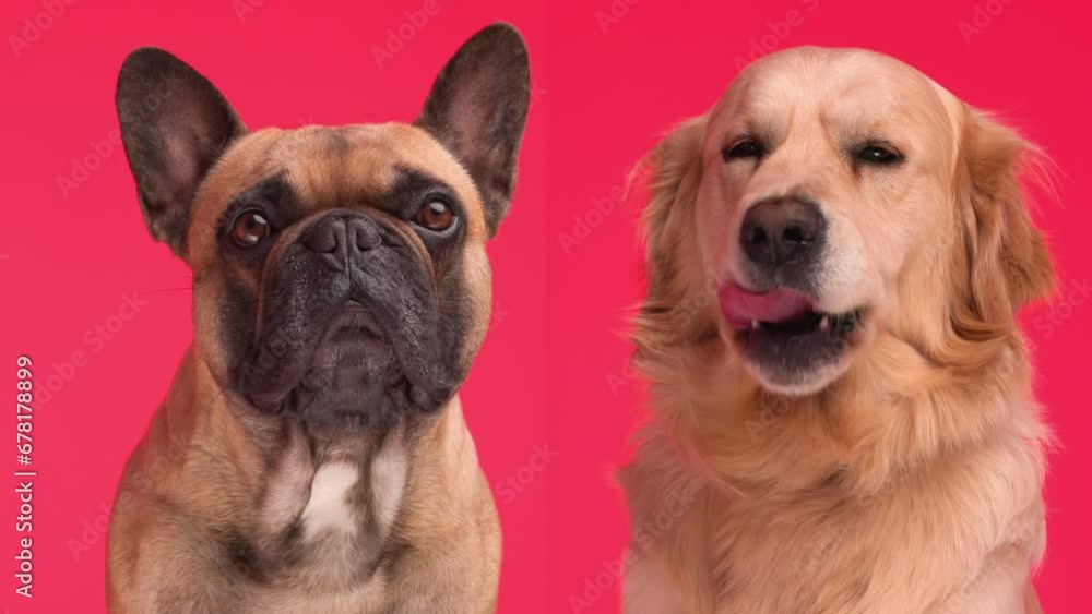 video arrangement of French bulldog being bored next to his greedy Labrador retriever friend sticking out tongue and licking nose on red background video arrangement of French bulldog being bored next to his greedy Labrador retriever friend sticking out tongue and licking nose on red background