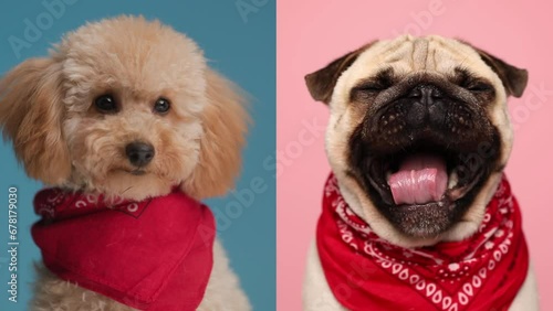 video collage of two cute puppies with red bandana around neck looking forward, being sleepy and yawning in front of pink and blue background photo