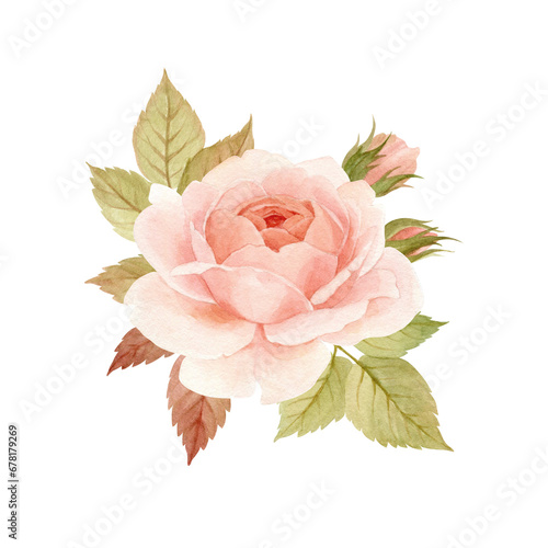 Watercolor composition with pink rose, leaves and buds. Hand drawn with watercolors and pencils for your ideas and business photo