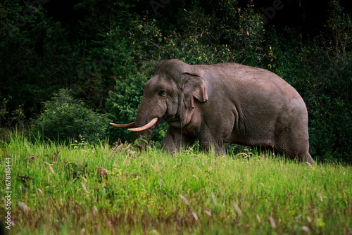 full body of wild elephant in khao yai national park thailand,,khaoyai is one of important natural sanctuary of south east asia