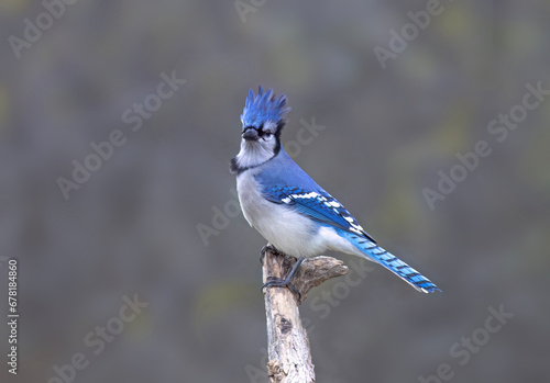 Blue Jay (Cyanocitta cristata) perched on a branch on a beautiful autumn day in Canada