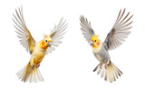 Cockatiels in flying motion, isolated