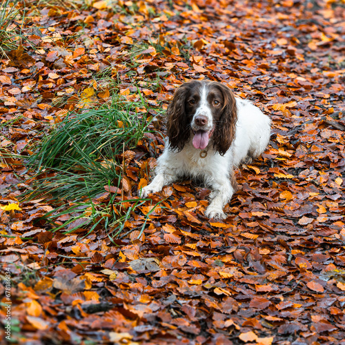 Spaniel Amongst Autumn Leaves. photo