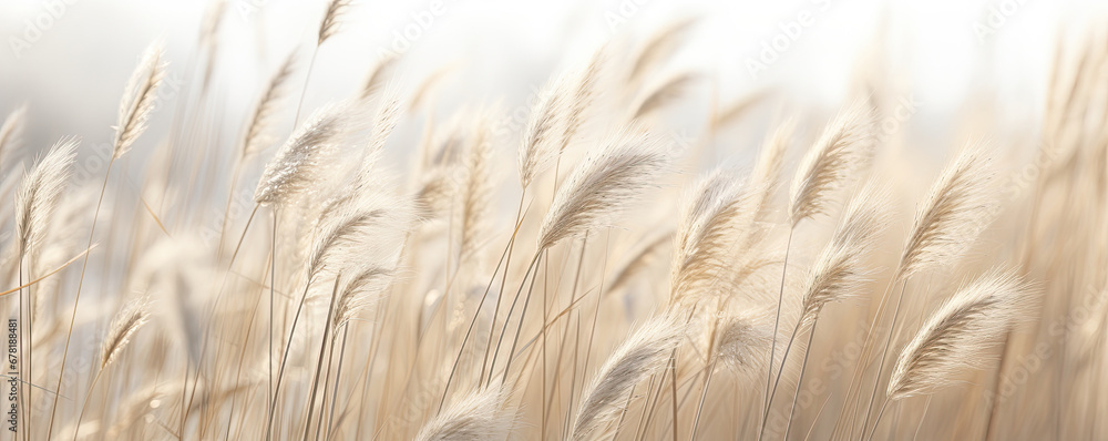 Abstract natural background of soft plants Cortaderia selloana. Pampas grass on a blurry bokeh, Dry reeds boho style. Fluffy stems of tall grass in winter, grass in the morning, beige banner backgroun - obrazy, fototapety, plakaty 