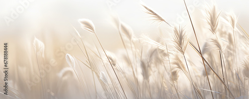 Abstract natural background of soft plants Cortaderia selloana. Pampas grass on a blurry bokeh, Dry reeds boho style. Fluffy stems of tall grass in winter, grass in the morning, beige banner backgroun photo