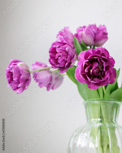 Close up of bouquet of dark red lilac tulips in glass vase on light background. flower bouquet in vase on table. Gift interior decoration. florist, decorator. Flower shop.