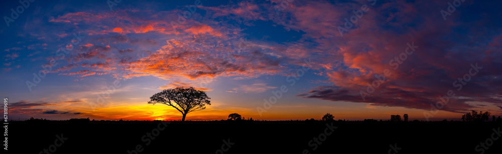 Panorama silhouette tree in africa with sunset.Tree silhouetted against a setting sun.Lovely sunset in Kalahari with dead tree and bright colours.Sunset in Africa, savanna landscape - obrazy, fototapety, plakaty 