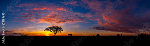 Panorama silhouette tree in africa with sunset.Tree silhouetted against a setting sun.Lovely sunset in Kalahari with dead tree and bright colours.Sunset in Africa, savanna landscape photo