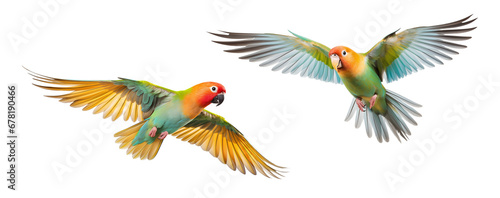 two lovebird flying photo
