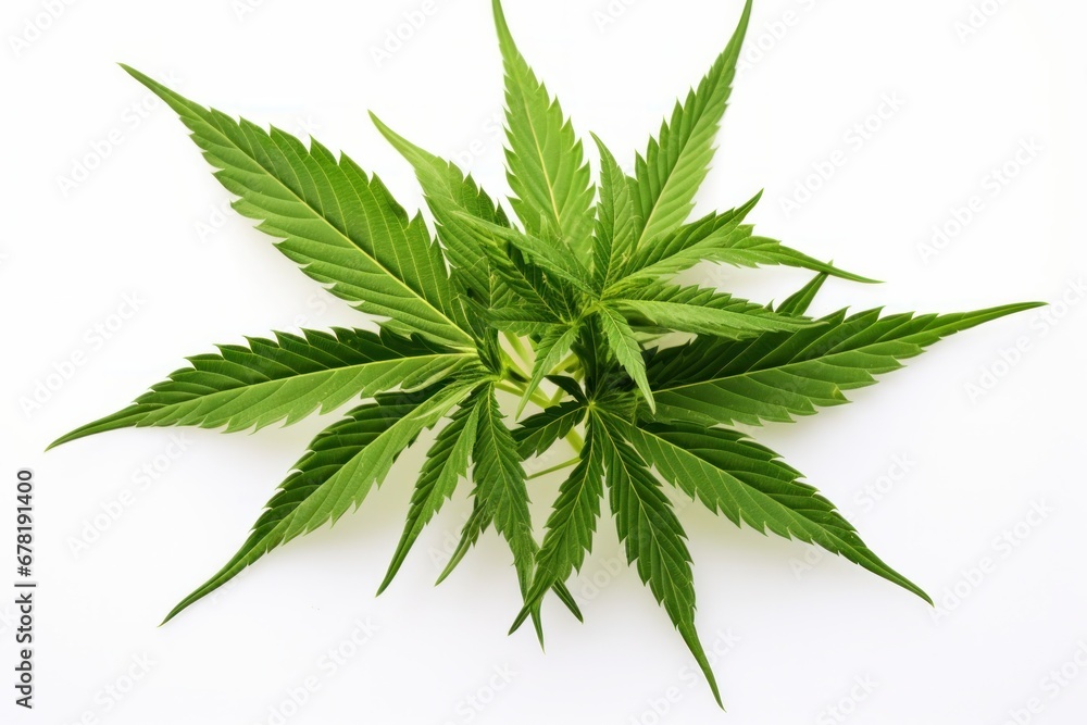 Cannabis isolated on white background Cannabis isolated on white background