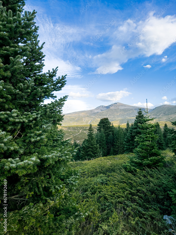pine trees in the foreground landscape from Uludag in the background