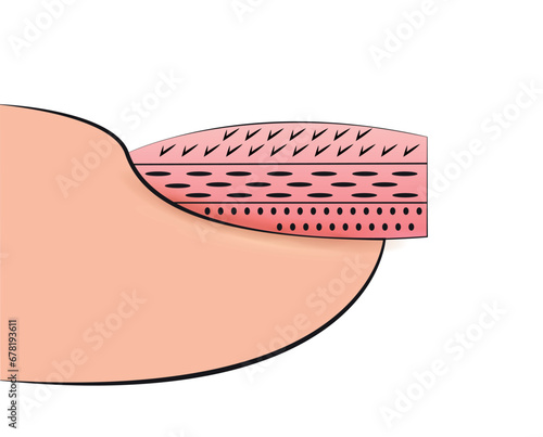 Illustration of the stages of forming a manicure nail plate for training in extensions in vector