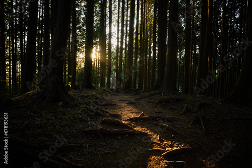 暗い森に差し込む夕陽 photo