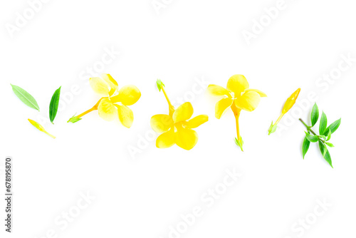 Flower of golden trumpet, yellow allamanda, Allamanda cathartica with Green leaves isolated on white background, Yellow flower blooming © voranat