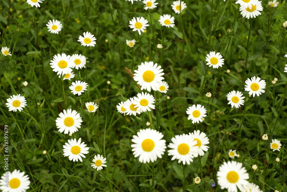 Fototapeta premium 678197679 Margeritenblüten auf Wiese viele Blüten 