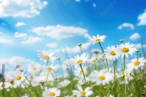 flowers daisies in summer spring meadow against blue sky © JK2507