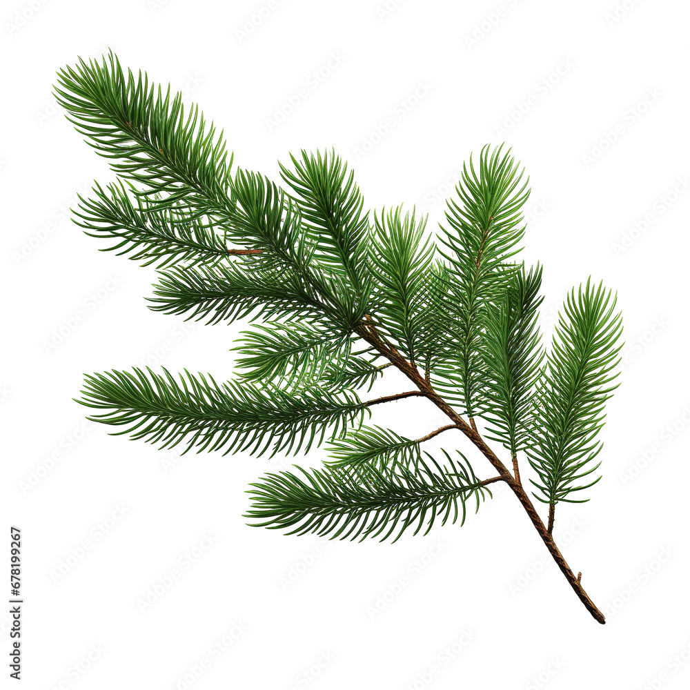 Fir tree branch and cones isolated