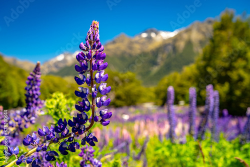 Picturesque location in New Zealand with lupins growing in the field
