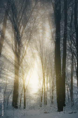 sun rays in magical winter ...