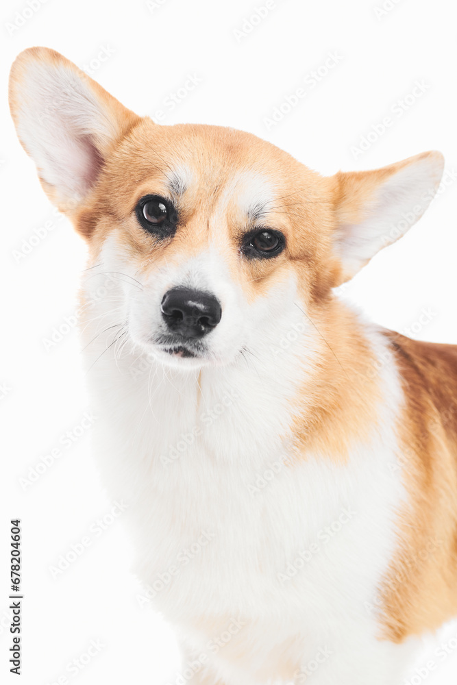 Pembroke Welsh Corgi portrait isolated on white studio background with copy space, purebred dog Pembroke Welsh Corgi portrait isolated on white studio background with copy space, purebred dog