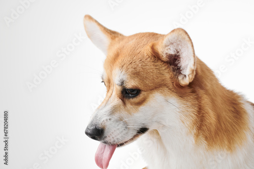 Pembroke Welsh Corgi portrait isolated on white studio background with copy space  purebred dog