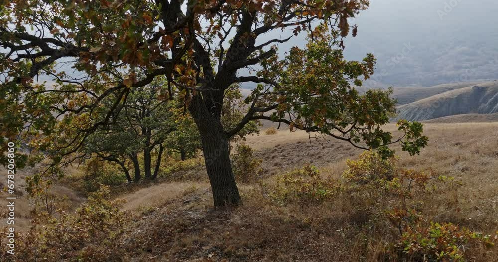Autumn vegetation in the foothills where the rays of the bright sun dissipate the fog descending from the mountains. Autumn vegetation in the foothills where the rays of the bright sun dissipate the fog descending from the mountains.