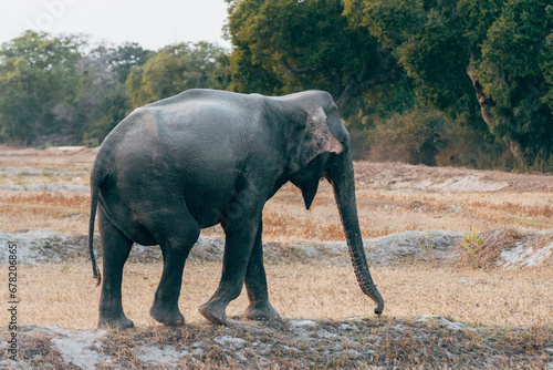 elepehant walking at sunrise in yala national park  sri lanka