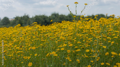 Fototapeta Naklejka Na Ścianę i Meble -  Yellow daisy meadow flowers close up