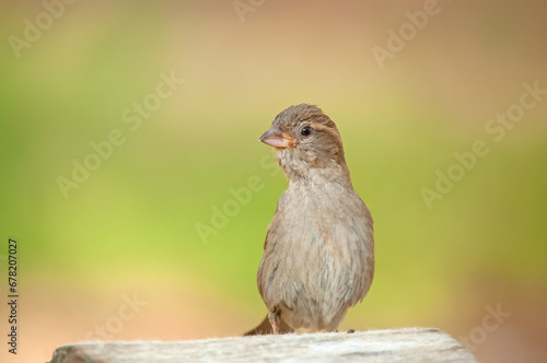 Side view of a cute house sparrow on a tree stump against a blurred green background.
