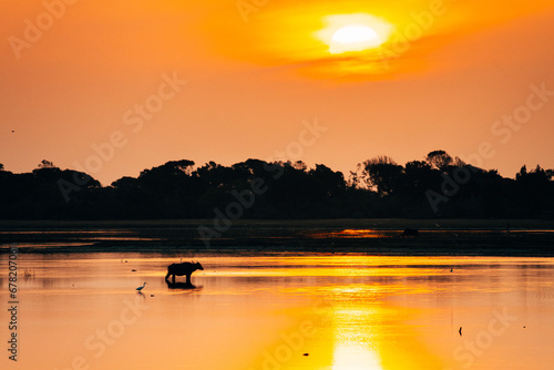 a group of buffalos silhouette at sunrise