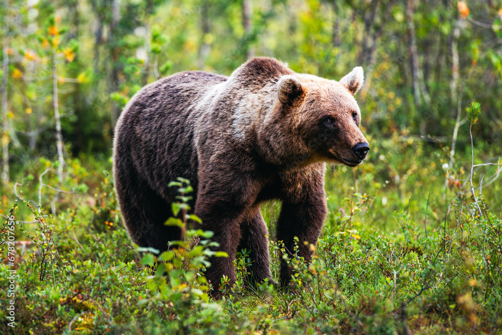 Fototapeta premium brown bear in the forest