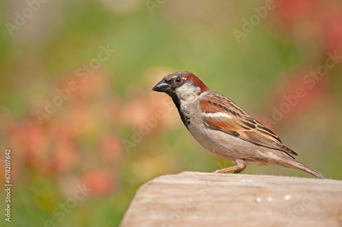 Side view of a cute male house sparrow on a tree stump against a blurred green background.